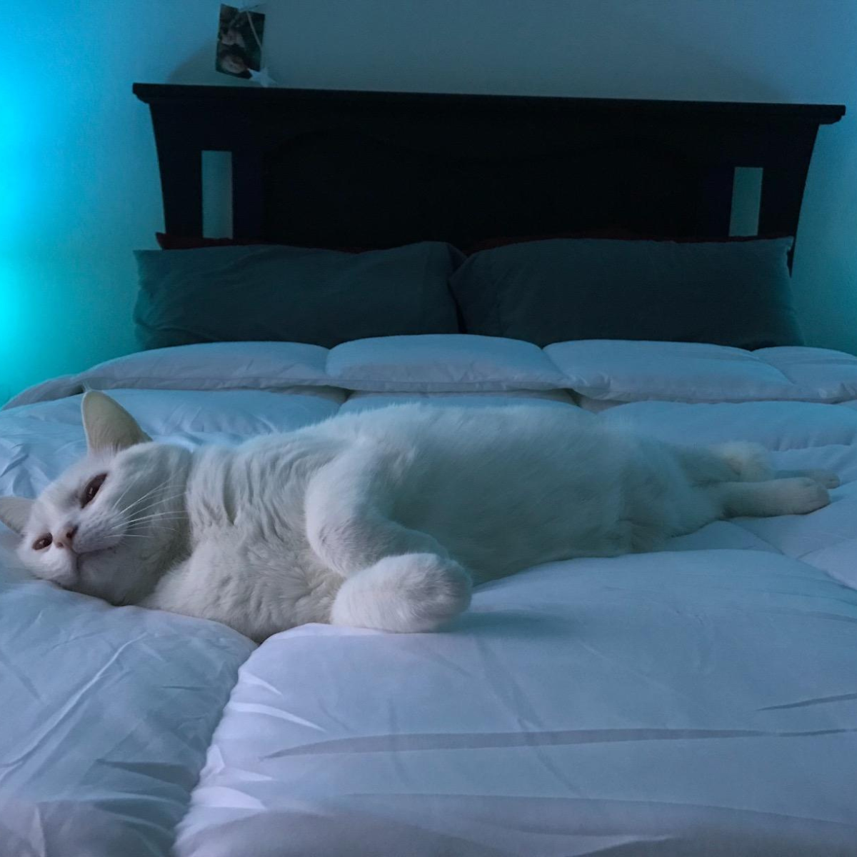 Sleep Comfortably: Premium Bamboo Bed Sheets Australia